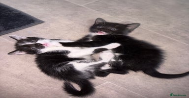 Mixed Breed cats - Advert 16