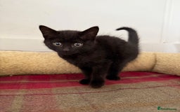 Mixed Breed cats for sale: Lovely kittens - Image 5