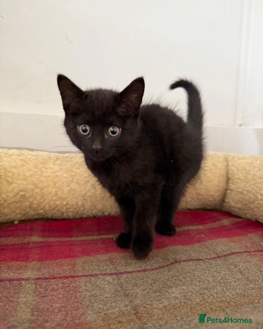 Mixed Breed cats for sale: Lovely kittens - Image 5