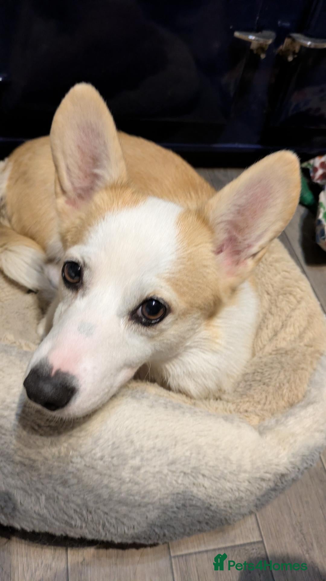Welsh Corgi Pembroke dogs Retired pembcorgi girl fully dna tested - Advert 2