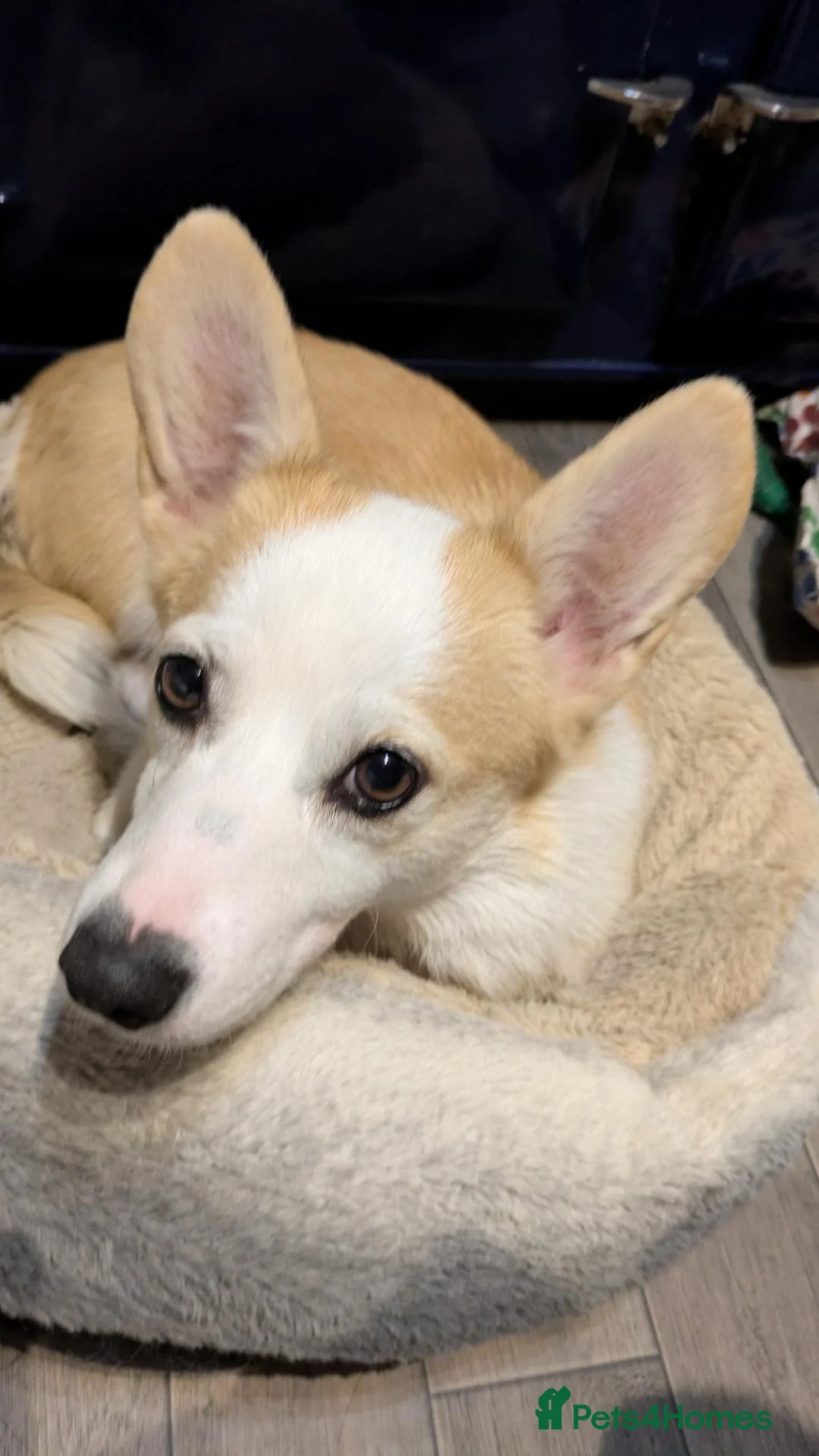 Welsh Corgi Pembroke dogs for sale: Retired pembcorgi girl fully dna tested - Advert 1
