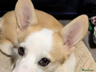 Welsh Corgi Pembroke dogs Retired pembcorgi girl fully dna tested - Advert 2