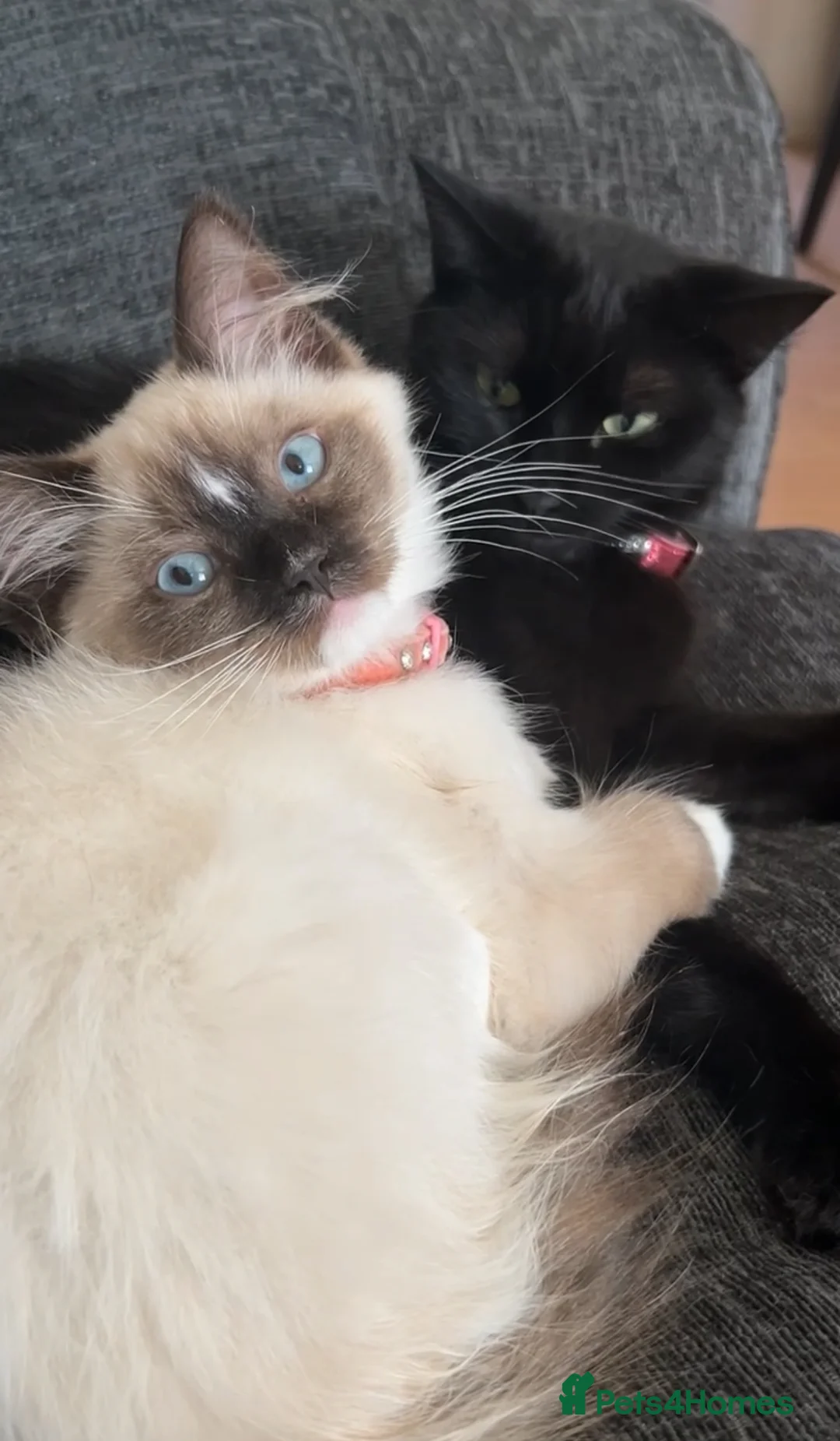 Ragdoll cats for sale: Talulah ragdoll - Advert 1