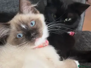 Ragdoll cats Talulah ragdoll - Advert 1