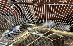 Budgerigars birds for sale: Budgies  - Image 8