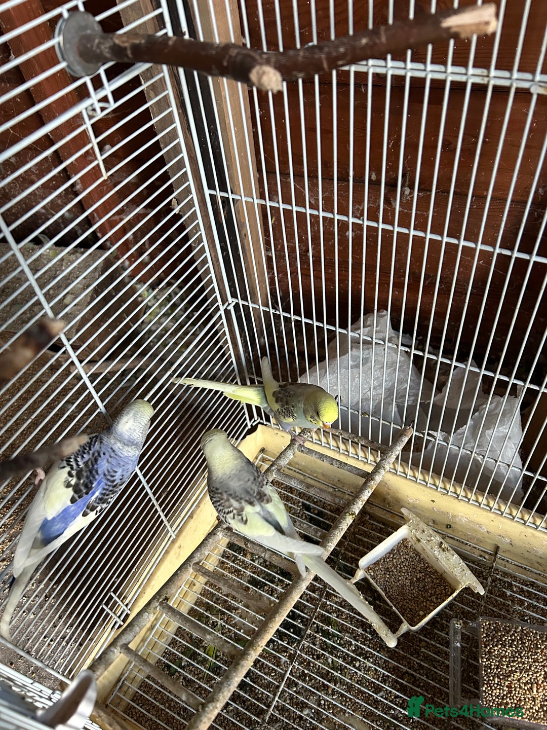 Budgerigars birds for sale: Budgies  - Image 8