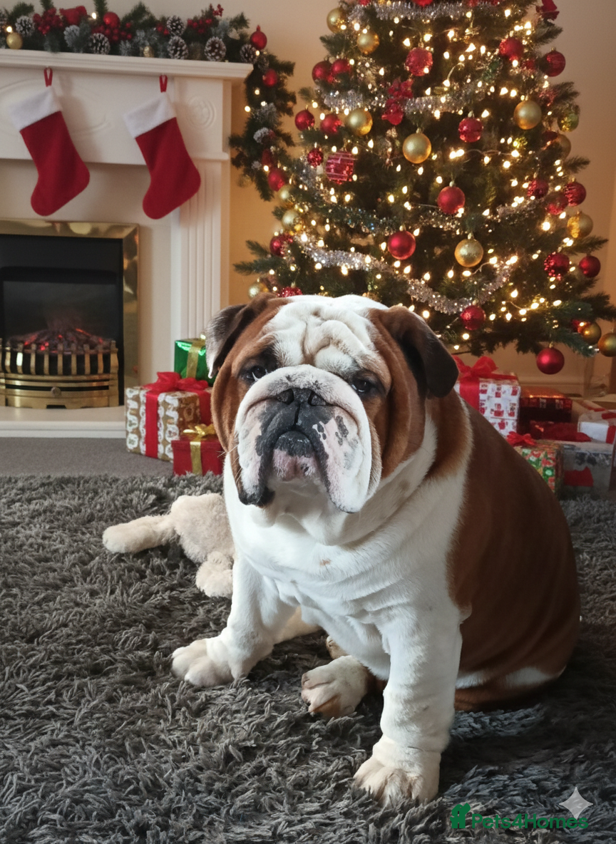 English Bulldog dogs For Stud: George (red/white) PROVEN in Brighouse - Advert 12