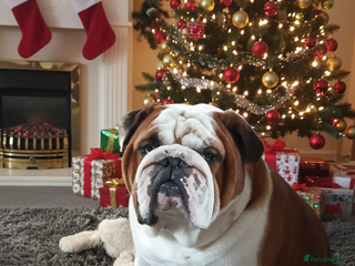 English Bulldog dogs For Stud: George (red/white) PROVEN in Brighouse - Advert 22