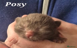 British Shorthair cats for sale: **Stunning TICA Registered Kittens** - Image 4