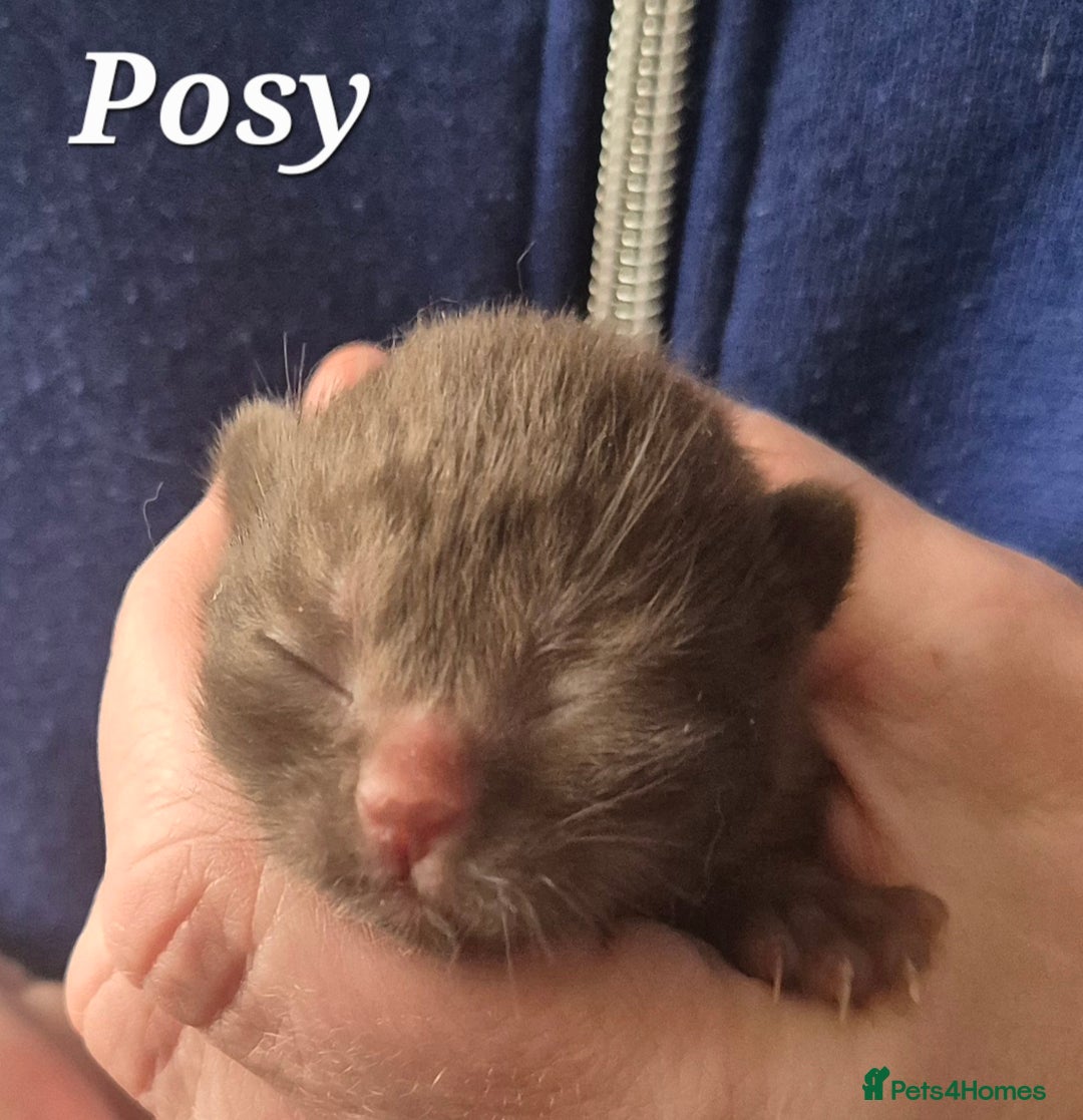 British Shorthair cats for sale: **Stunning TICA Registered Kittens** - Image 4