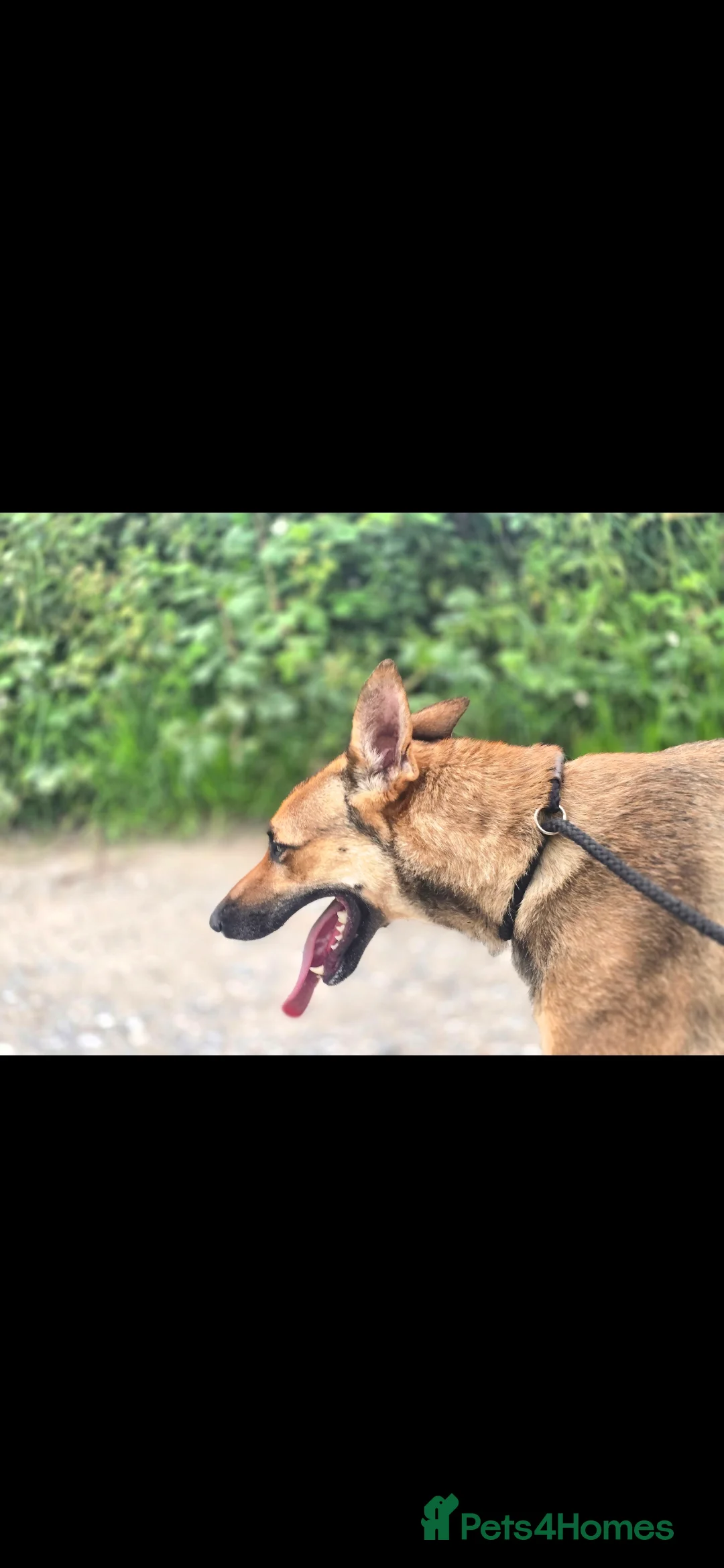 Mixed Breed dogs for sale: Shepherd type bitch - Advert 2
