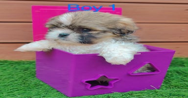 Shih Tzu dogs - Advert 6