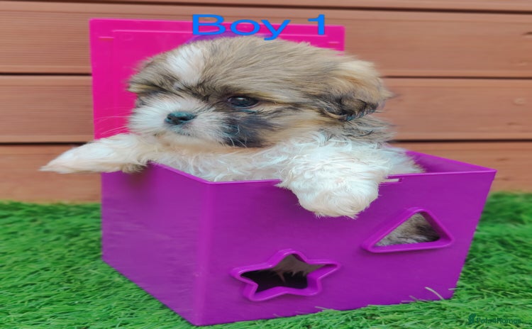 Shih Tzu dogs - Advert 1