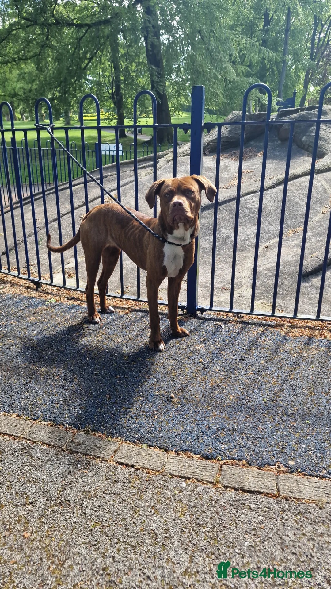 Mixed Breed dogs for sale: Stunning cane corso x doberman puppy  - Advert 5