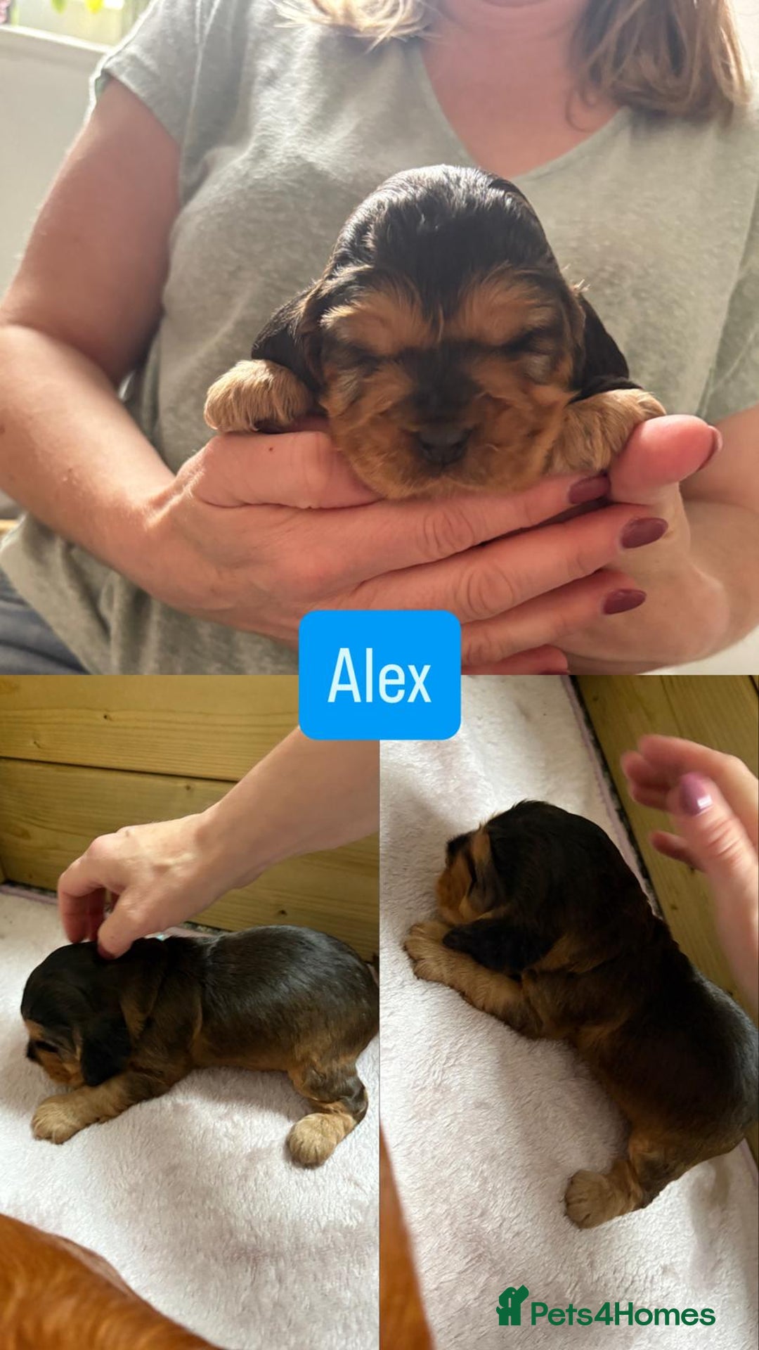 Cocker Spaniel dogs for sale: Sable Cocker Spaniels  - Image 9