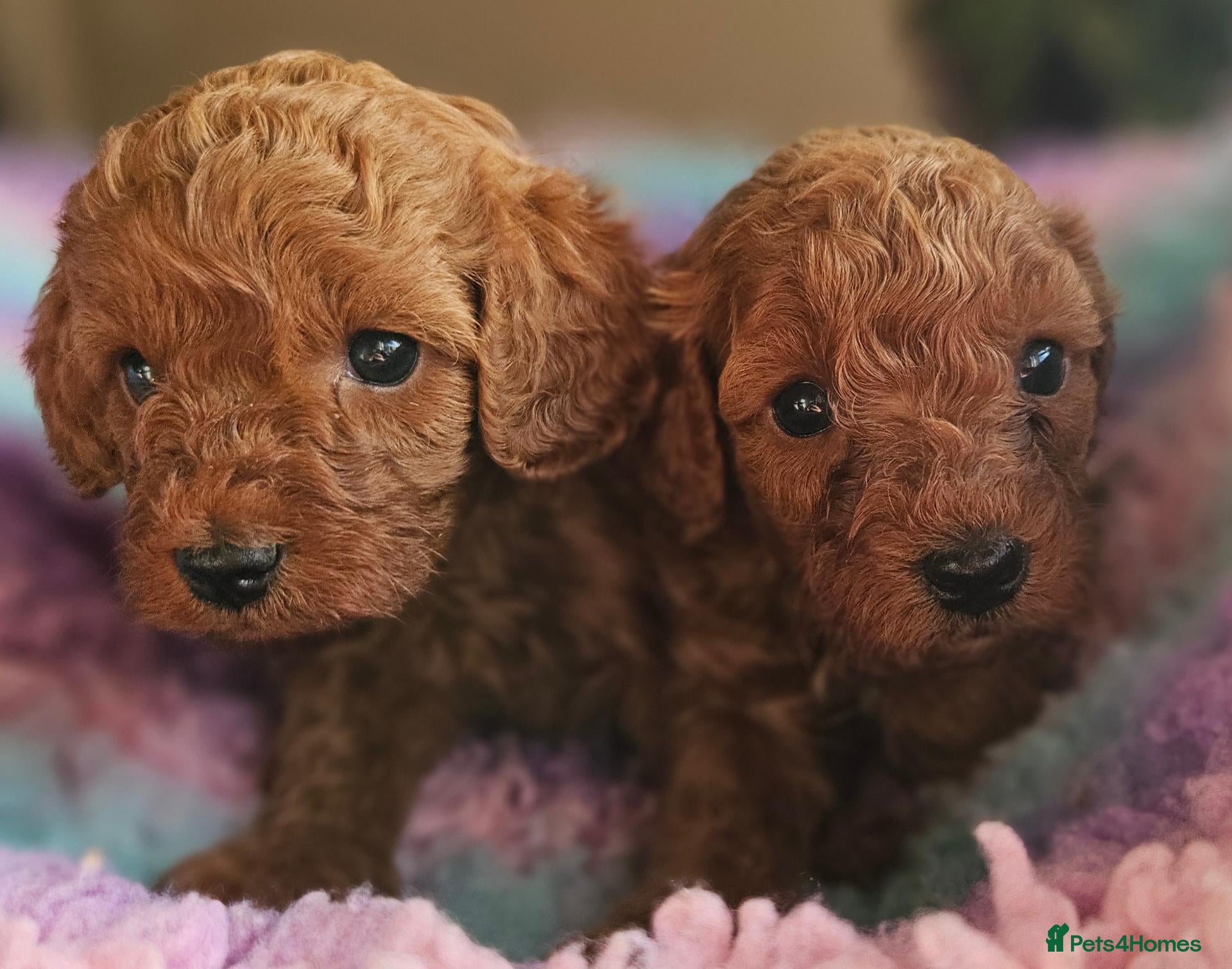 Cavapoo dogs Licensed breeder 2 girls, tiny toy red cavapoos  - Advert 1