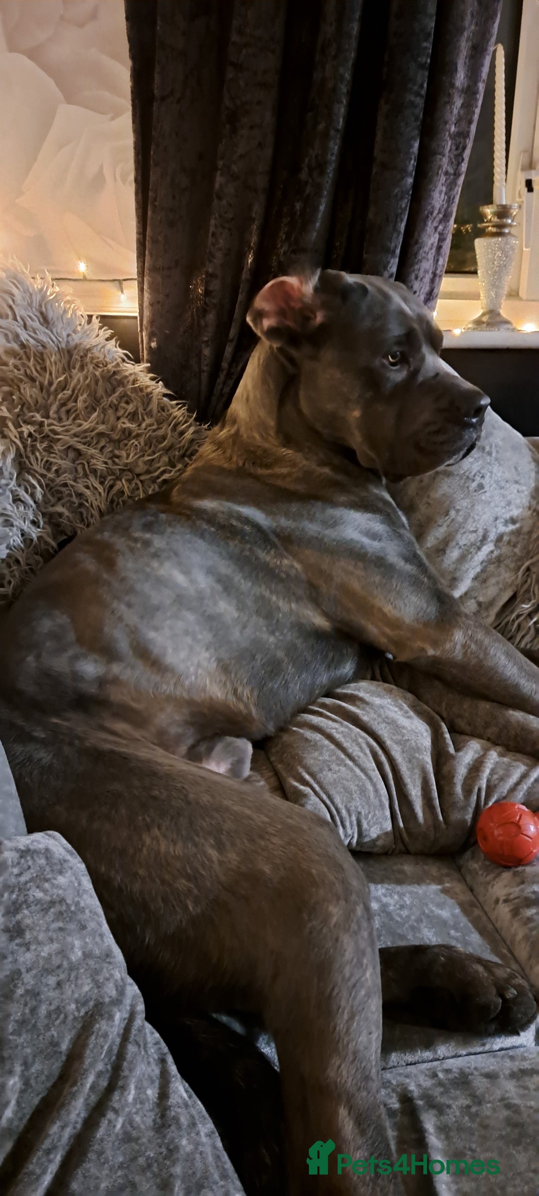 Mixed Breed dogs for sale: Cane Canario Puppies - Advert 6