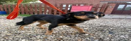 Mixed Breed dogs for adoption: Frank - Norwich norfolk - Advert 3