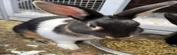 Mixed Breed rabbits for sale: Netherland dwarf mix Rabbits  in Lincoln - Advert 5