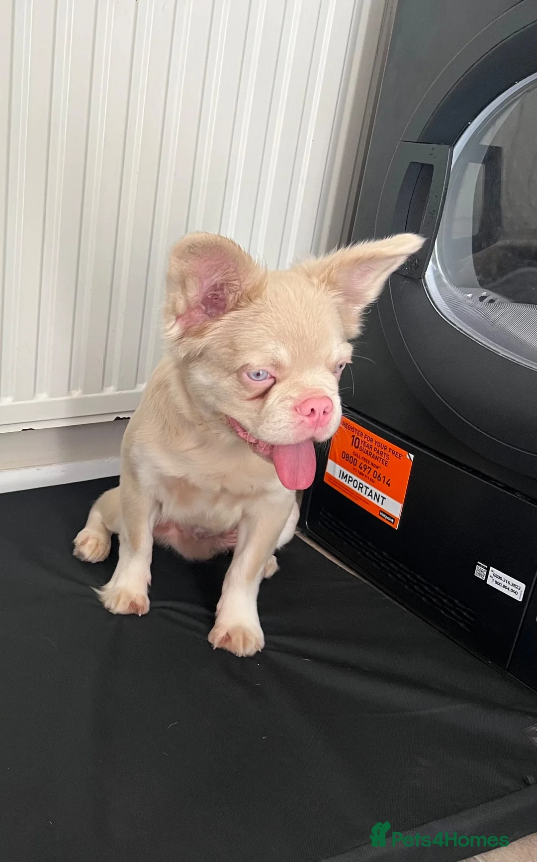 French Bulldog dogs for sale: Fluffy Pink French Bulldog in Grays - Advert 5