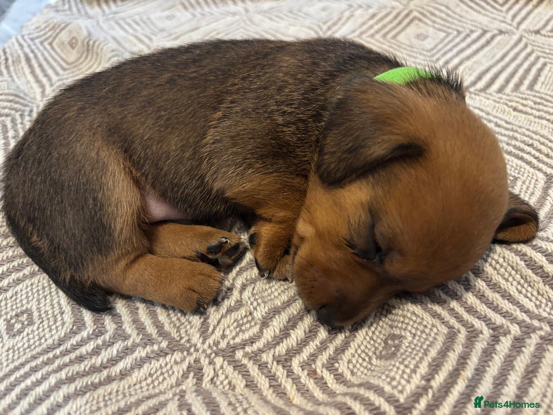 Miniature Dachshund dogs for sale: Dachshund x Jack Russell puppies (Jackshund) - Image 10