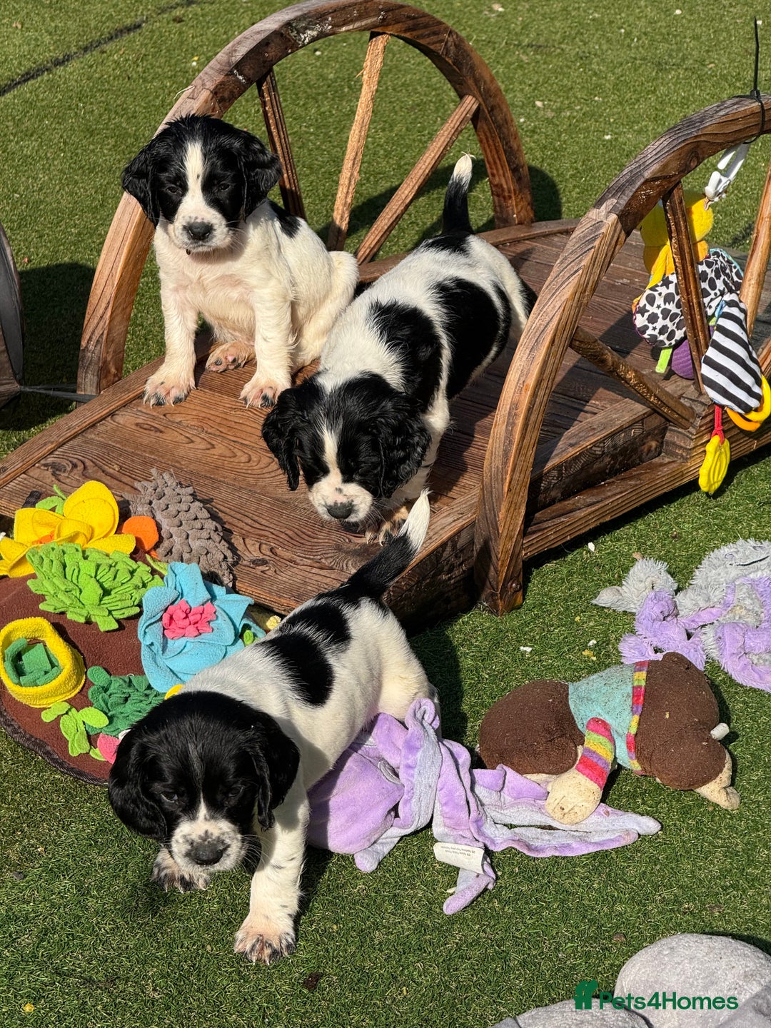 English Springer Spaniel dogs for sale: Kc reg  dna tested springer spaniels  - Image 10