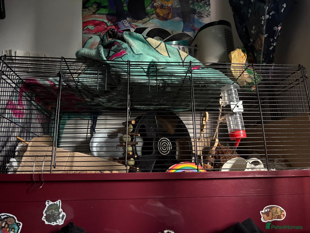Hamster rodents for sale: ON HOLD Male hamster for adoption - Image 4