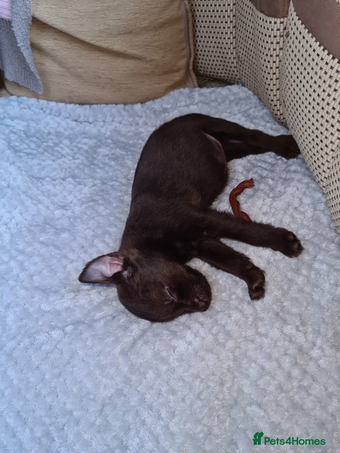 Patterdale Terrier dogs for sale: Beautiful chocolate Paterdale Terrier 4 months old in Stevenage - Advert 20