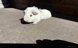 Guinea Pig rodents for sale: Stunning baby male guinea pigs  - Image 10