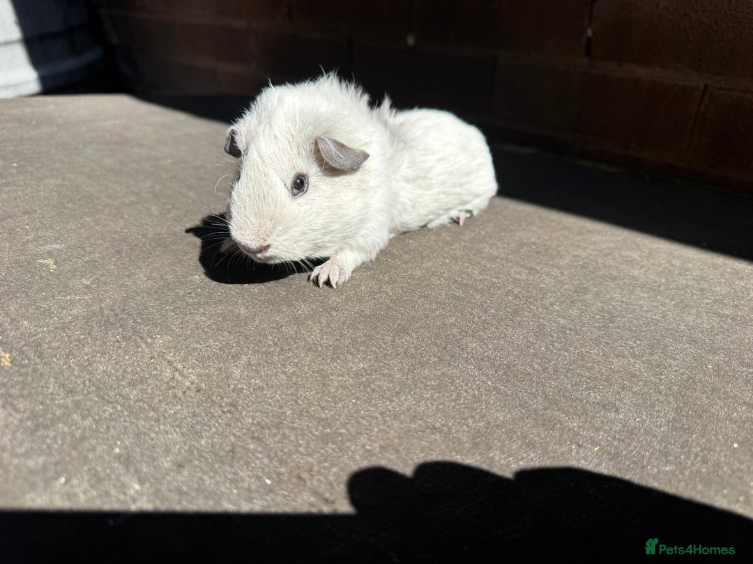 Guinea Pig rodents for sale: Stunning baby male guinea pigs  - Image 10