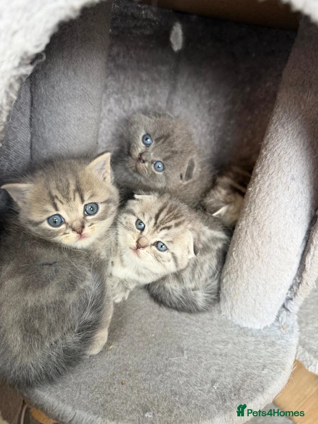 Scottish Fold cats for sale: 😊Tabby Scottish fold  - Advert 1