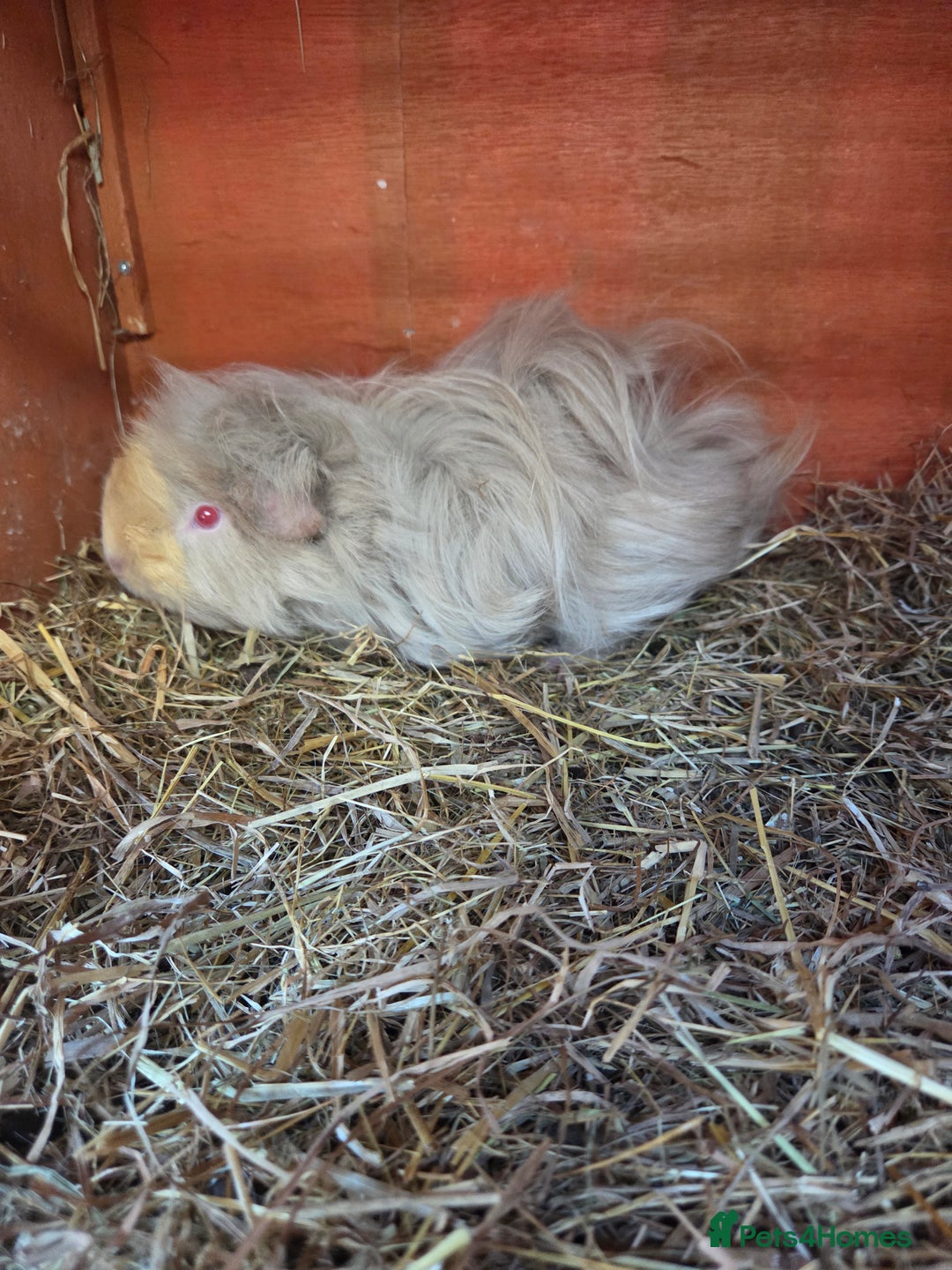 Guinea Pig rodents for sale: Female guinea pig - Image 2