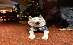 Siberian Husky dogs for stud: Stunning Blue eye Sibrian Husky for Stud  in Liverpool - Image 17
