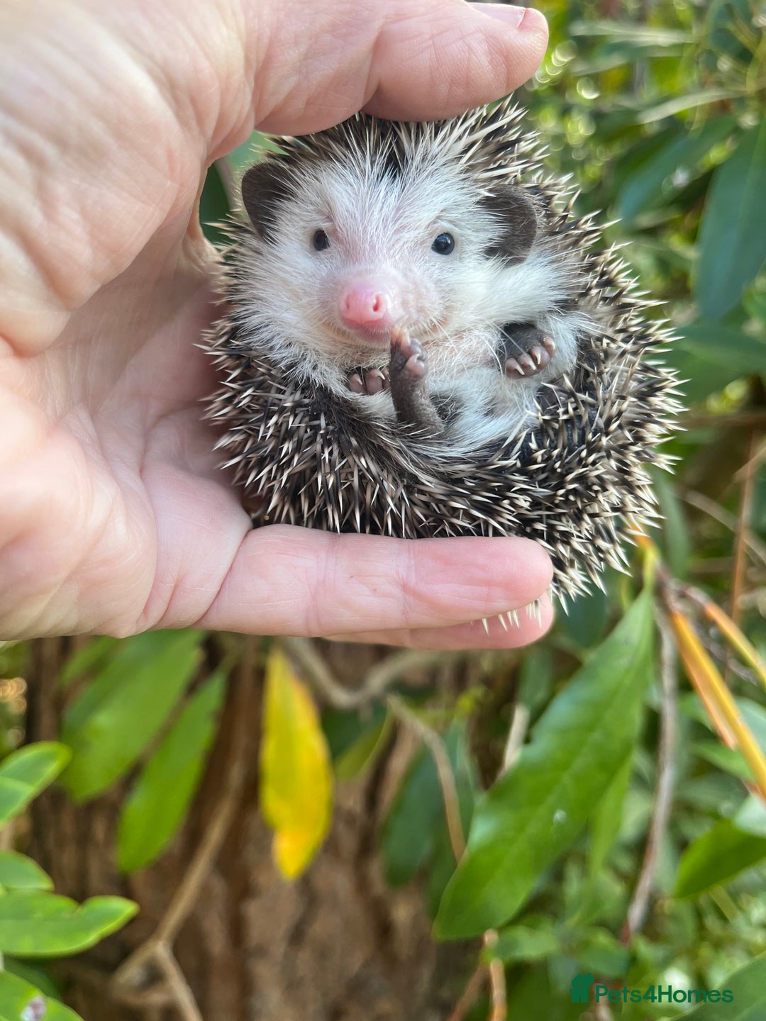 Pygmy Hedgehog rodents for sale: Pygmy hoglets ready now! Stunning friendly babies  - Image 9