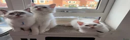 Ragdoll cats for sale: Pure Ragdolls ❤️ Vaccinated|Vet Checked|Chipped ✅ - Advert 2