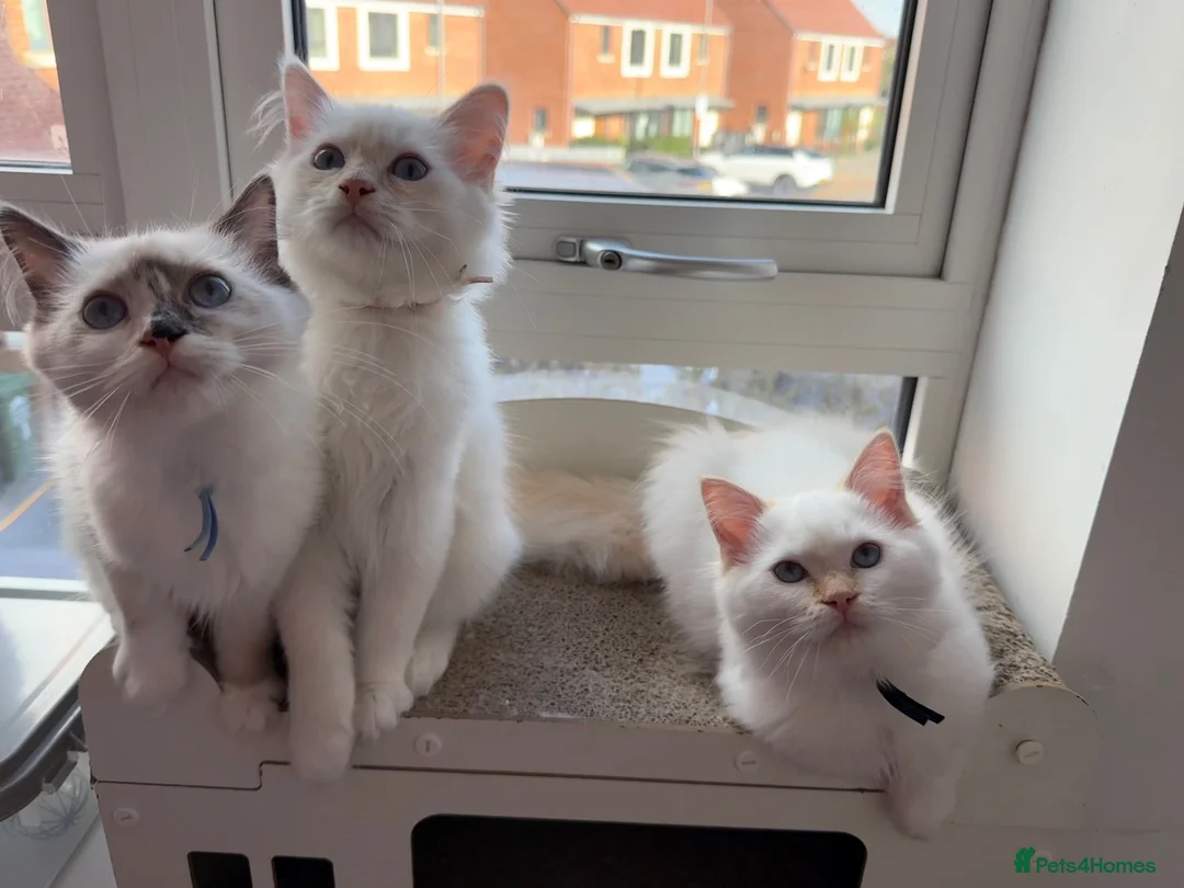 Ragdoll cats for sale: Pure Ragdolls ❤️ Vaccinated|Vet Checked|Chipped ✅ - Advert 2