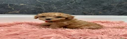 Cavapoo dogs for sale: Stunning Cavapoo Puppies - Advert 4