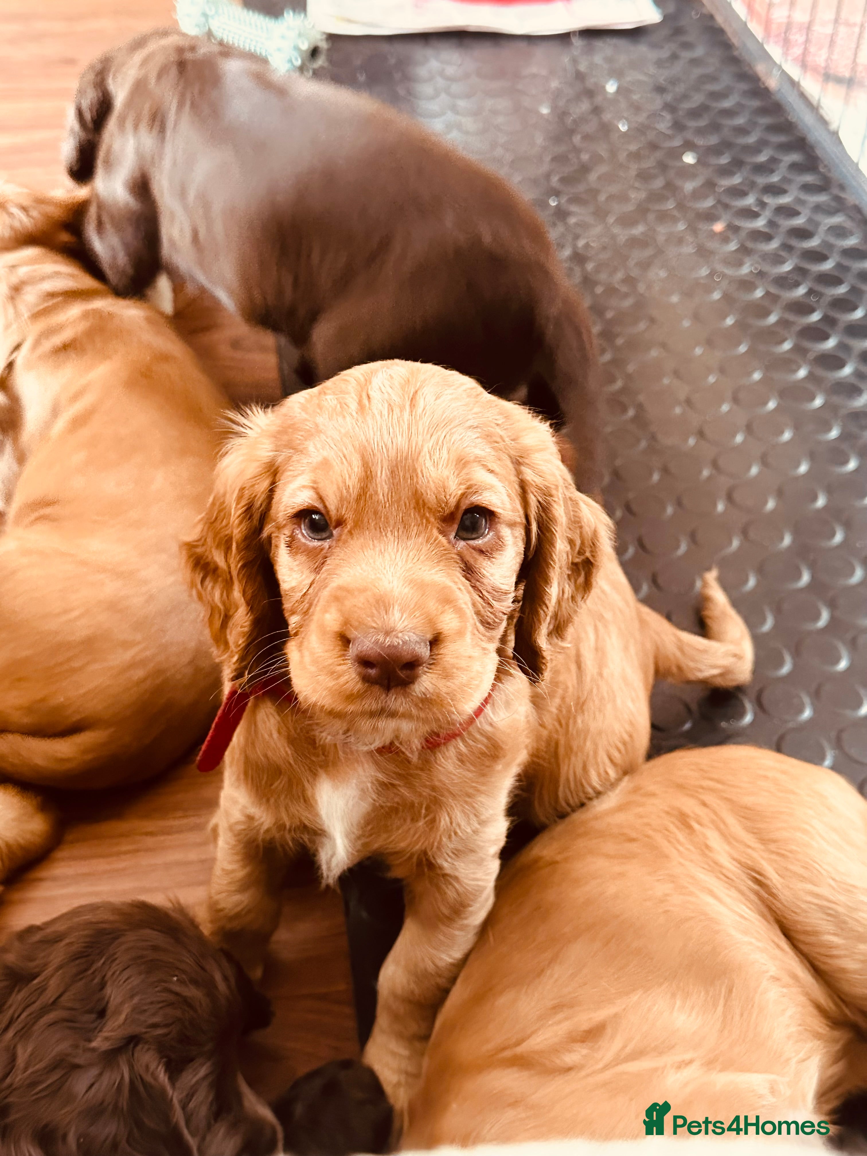 Cocker Spaniel dogs Stunning Cocker Spaniel Puppies  - Advert 1