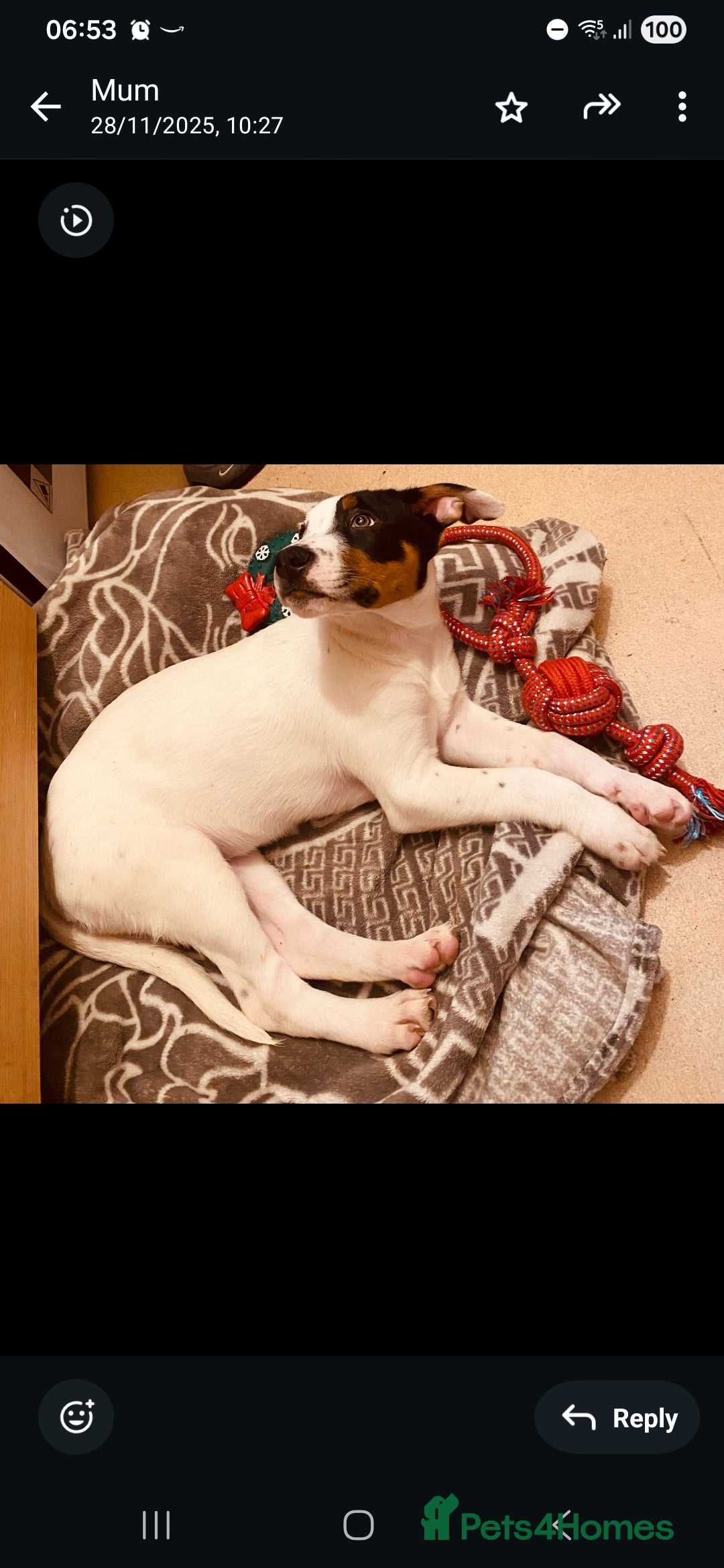 Mixed Breed dogs Milo looking for new home - Advert 2