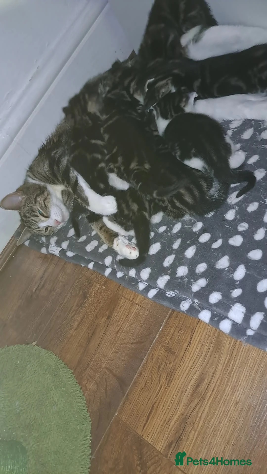 Mixed Breed cats for sale: Kittens  - Advert 3