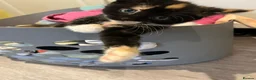 Mixed Breed cats for sale: Kitten  - Advert 6