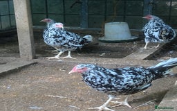 Hens poultry for sale: Exchequer Leghorn pullets - Image 2