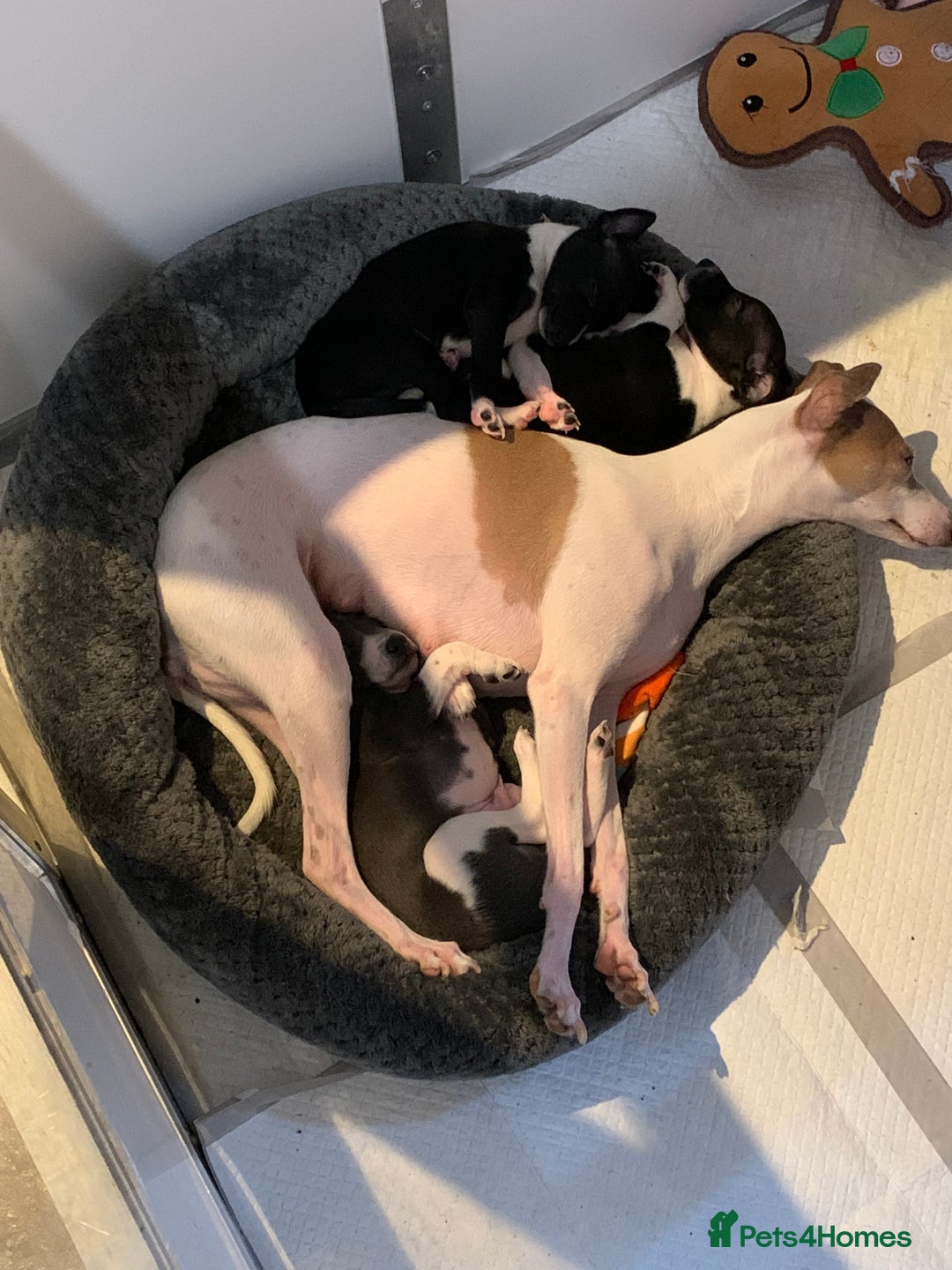 Italian Greyhound dogs for sale: Quality KC reg Italian greyhound puppies  - Advert 2