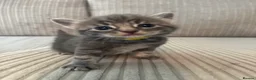 Domestic Shorthair cats for sale: Beautiful Grey blue kittens & grey tabbies x 7 - Advert 13
