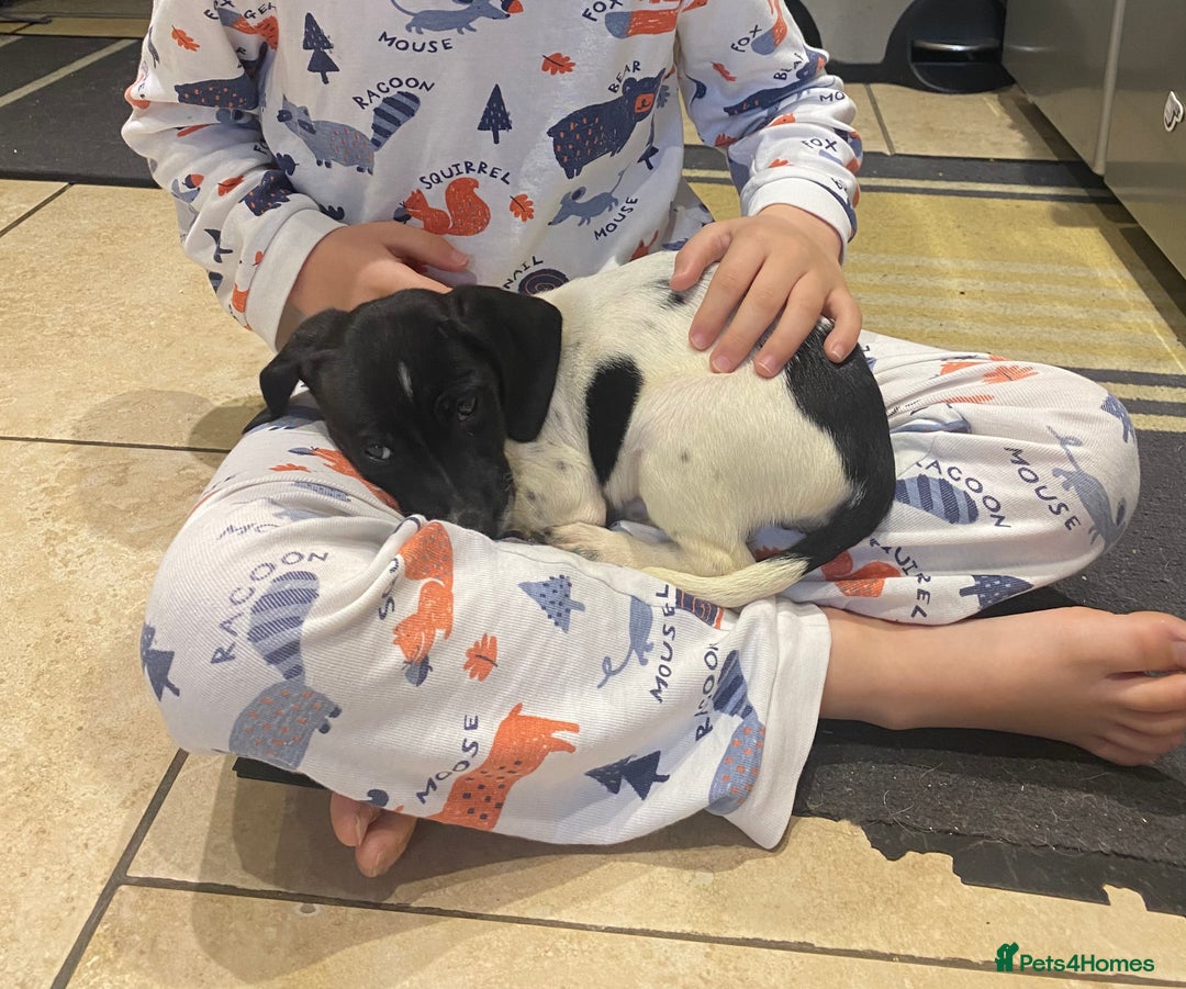 Mixed Breed dogs for sale: Cocker Spaniel x Jack Russell bitch puppy - Advert 3