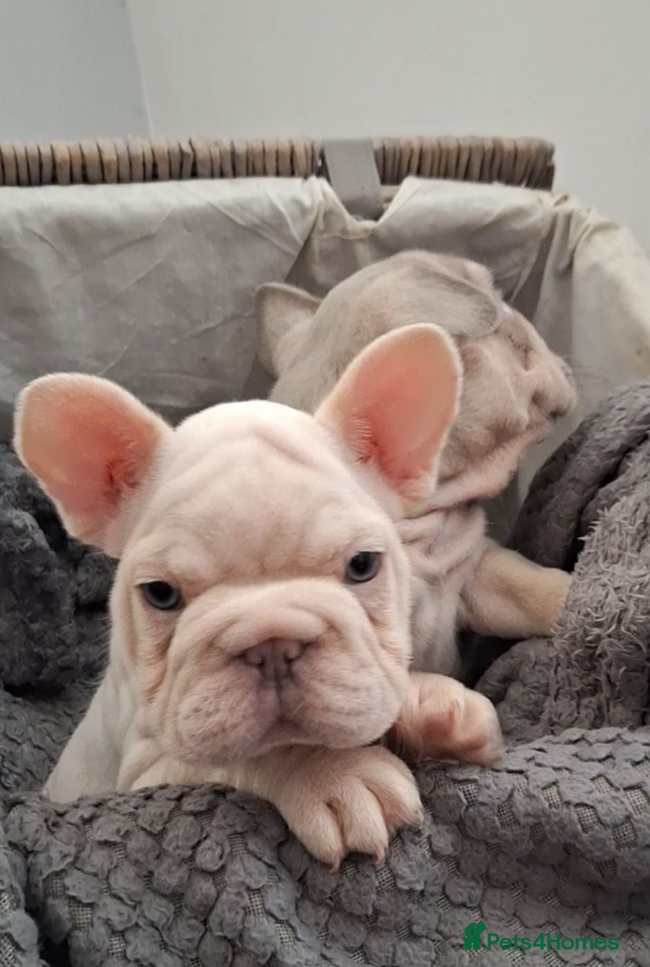 French Bulldog dogs Beautiful  pups ready to go - Advert 2