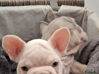 French Bulldog dogs Beautiful pups ready to go - Advert 2