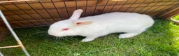 Mixed Breed rabbits for sale: Various breeds of rabbits - Advert 4