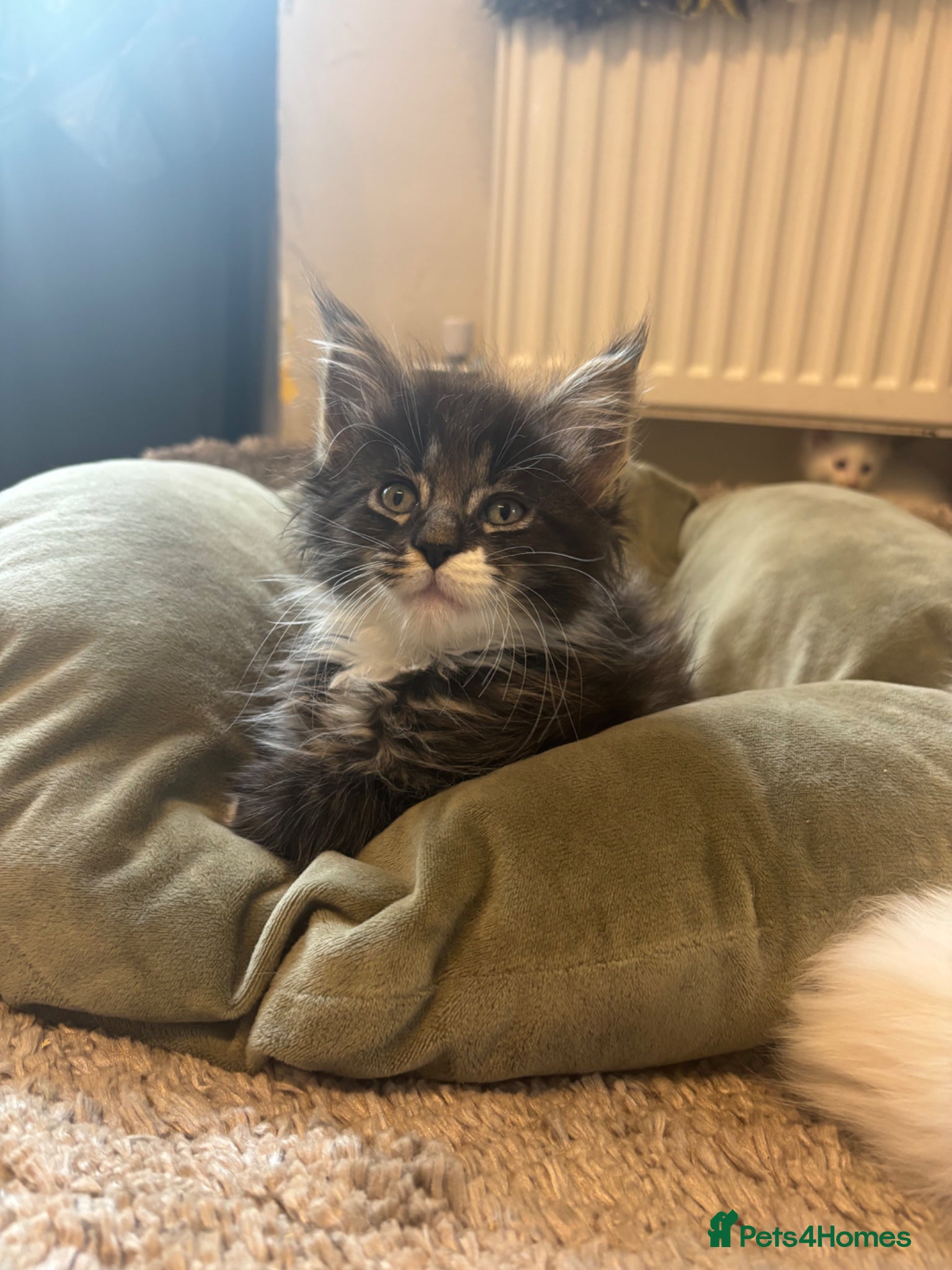 Maine Coon cats for sale: Maine coon kittens for sale. Some polydactyl.  in Trimdon Station - Advert 11