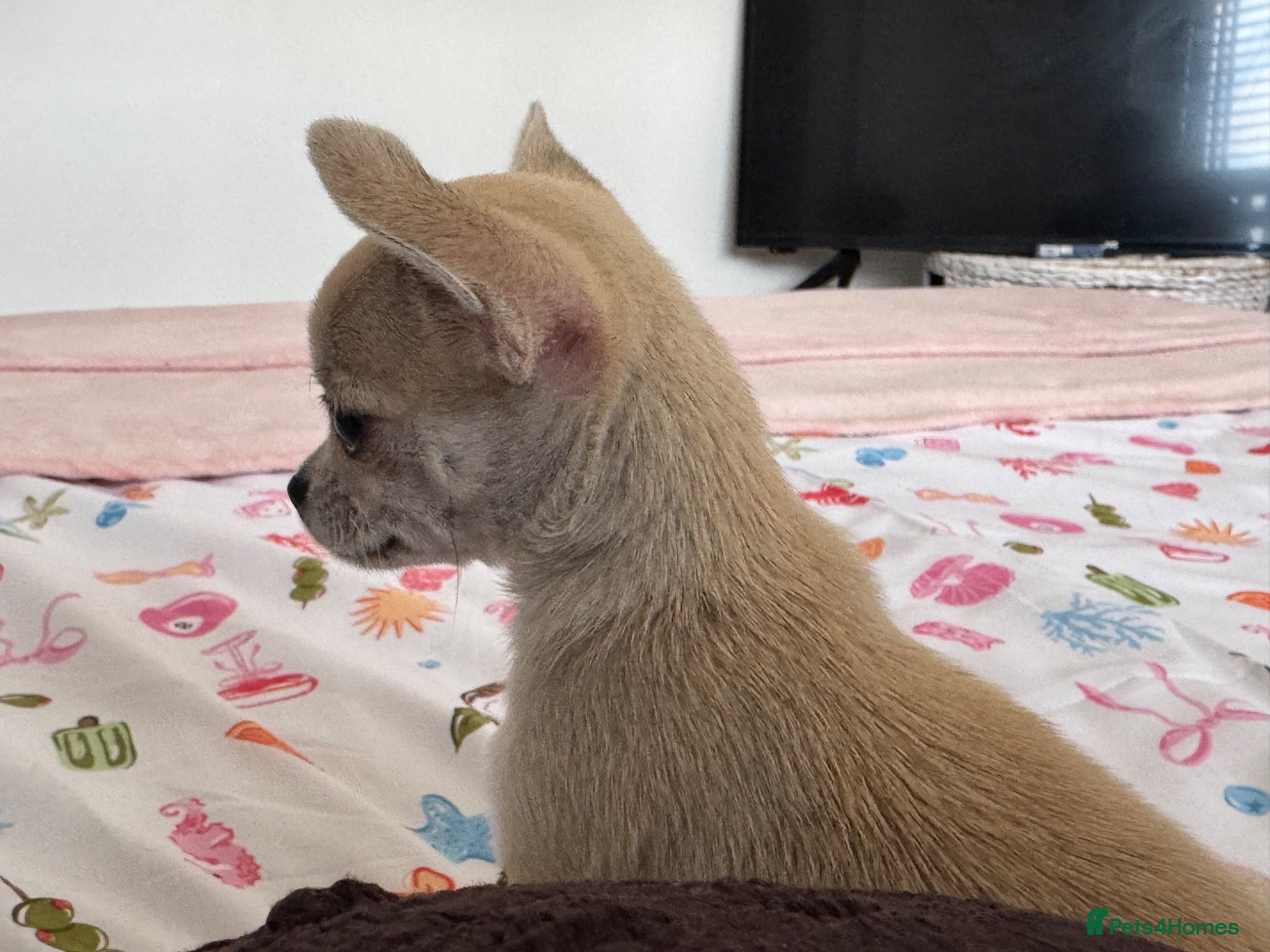 Chihuahua dogs Chihuahua Girl Ready NOW - Advert 17